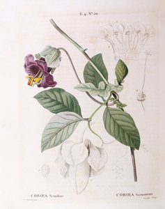 Filiżanka i spodek winorośli (Cobaea scandens), Henry Louis Duhamel du Monceau, płyta botaniczna – Pierre Joseph Redouté autorstwa Pierre Joseph Redouté