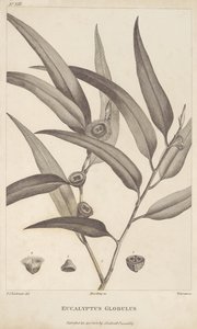 Eucalyptus Globulus z „Konto podróży w poszukiwaniu La Perouse” Jacques-Julien Houtou de La Billardière autorstwa Pierre Joseph Redouté