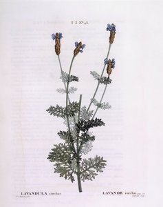 Lawenda francuska (Lavandula stoechas), Henry Louis Duhamel du Monceau, płyta botaniczna Pierre Joseph Redouté autorstwa Pierre Joseph Redouté