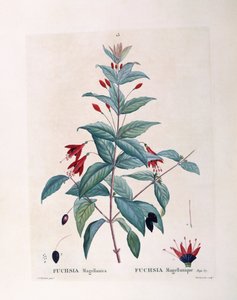 Fuchsia (Fuchsia magellanica), Henry Louis Duhamel du Monceau, płyta botaniczna autorstwa Pierre Joseph Redouté autorstwa Pierre Joseph Redouté