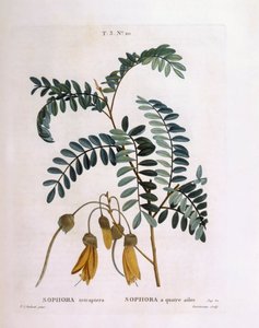Kowhai (Sophora tetraptera lub Edwardsia grandiflora), Henry Louis Duhamel du Monceau, płyta botaniczna Pierre Joseph Redouté autorstwa Pierre Joseph Redouté