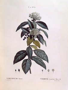 Laurustinus (Viburnum tinus), Henry Louis Duhamel du Monceau, płyta botaniczna autorstwa Pierre Joseph Redouté autorstwa Pierre Joseph Redouté
