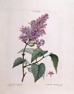 Liliowy (Syringa vulgaris), Henry Louis Duhamel du Monceau, płyta botaniczna autorstwa Pierre