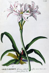 Lilia, Lilia Narcyza autorstwa Pierre Joseph Redouté