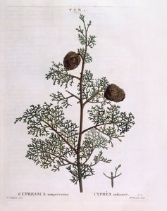 Cyprys śródziemnomorski (Cupressus sempervirens), Henry Louis Duhamel du Monceau, płyta botaniczna Pierre Joseph Redouté autorstwa Pierre Joseph Redouté