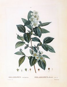 Mock orange (Philadelphus coronarius), Henry Louis Duhamel du Monceau, płyta botaniczna Pierre Joseph Redouté autorstwa Pierre Joseph Redouté
