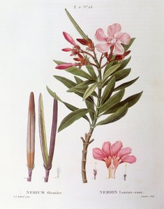 Oleander (Nerium oleander), Henry Louis Duhamel du Monceau, płyta botaniczna autorstwa Pierre Joseph Redouté autorstwa Pierre Joseph Redouté