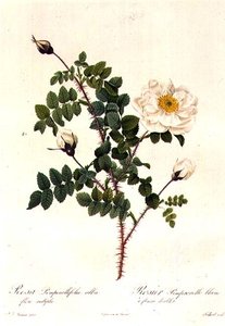 Rosa Pimpinellifolia Alba Flore Multiplei autorstwa Pierre Joseph Redouté