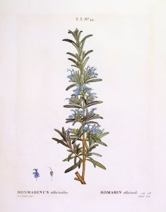 Rozmaryn (Rosmarinus officinalis), Henry Louis Duhamel du Monceau, płyta botaniczna Pierre Joseph Redouté autorstwa Pierre Joseph Redouté