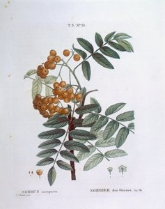 Jarzębina lub jarzębina pospolita (Sorbus aucuparia), Henry Louis Duhamel du Monceau, płyta botaniczna Pierre Joseph Redouté autorstwa Pierre Joseph Redouté