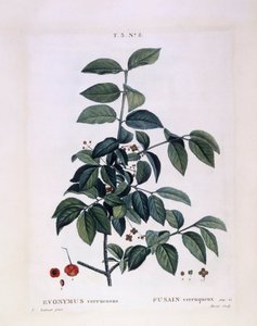 Wrzeciono (Euonymus verrucosus), Henry Louis Duhamel du Monceau, płyta botaniczna Pierre Joseph Redouté autorstwa Pierre Joseph Redouté