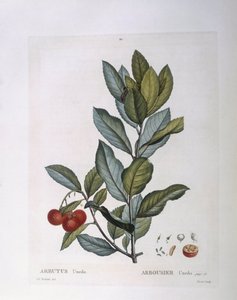 Drzewo truskawkowe (Arbutus unedo), Henry Louis Duhamel du Monceau, płyta botaniczna Pierre Joseph Redouté autorstwa Pierre Joseph Redouté