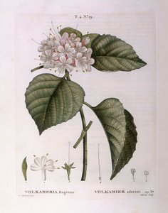 Volkameria fragrans Henry Louis Duhamel du Monceau, płyta botaniczna autorstwa Pierre