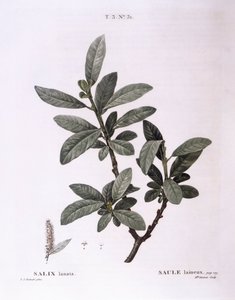 Willow (Salix lanata), Henry Louis Duhamel du Monceau, płyta botaniczna autorstwa Pierre