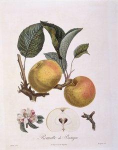 Jabłko (Malus domestica), odmiana burgundowa Henry Louis Duhamel du Monceau, płyta botaniczna Pierre Antoine Poiteau
