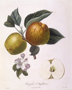 Jabłko „Royal of England”, Henry Louis Duhamel du Monceau, płyta botaniczna – Pierre Antoine Poiteau
