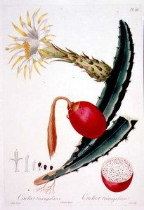 Cactus Triangularis, tablica 26 z „Flore des Antilles”, tom 4, autorstwa Francois Richarda Tussaca, opublikowana w latach 1808-27 autorstwa Pierre Antoine (after) Poiteau