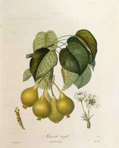 Muscat Royal Apricot autorstwa Antoine Poiteau