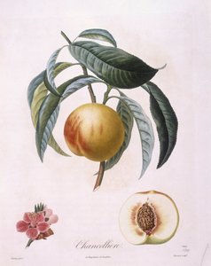 Brzoskwinia „Chancelliere” Henry Louis Duhamel du Monceau, płyta botaniczna autorstwa Pierre Antoine Poiteau