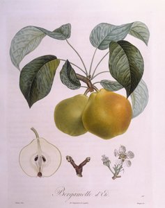 Gruszka "Bergamot" Henry Louis Duhamel du Monceau, płyta botaniczna autorstwa Pierre Antoine Poiteau