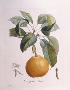 Gruszka „Doyenné zasmażka” Henry Louis Duhamel du Monceau, płyta botaniczna – Pierre Antoine Poiteau
