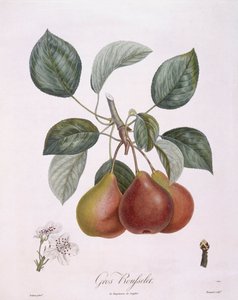 Gruszka „Gros Rousselet” Henry Louis Duhamel du Monceau, płyta botaniczna autorstwa Pierre Antoine Poiteau