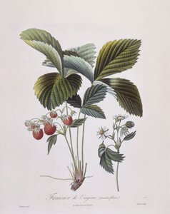 Truskawka Virginia (Fragaria virginiana), Henry Louis Duhamel du Monceau, płyta botaniczna Pierre Antoine Poiteau