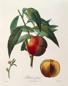 Żółta brzoskwinia (Pavie Jaune) autorstwa Antoine Poiteau