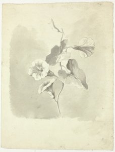 Morning Glories autorstwa Pierre Antoine Mongin