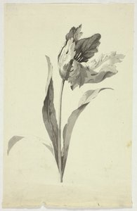 Tulipan autorstwa Pierre Antoine Mongin