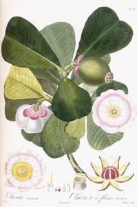 Clusia rosea, Clusier z różowymi kwiatami, 1808-1828