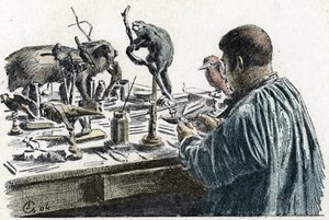 Taksydermia: wypychacz wypchanych zwierząt w swoim warsztacie Grawerowanie z wycieczki a travers les metiers” autorstwa Pierre Calmette