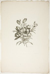 Bukiet z tulipanami, z kolekcji różnych bukietów kwiatów, wymyślony i narysowany przez Jeana Pillementa i grawerowany przez P.C. Canota autorstwa Pierre Charles Canot