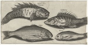 Bokfish, okoń, babka i nieznana ryba Wędkarstwo (tytuł serii) Ikony Piscivm vivae (tytuł serii) autorstwa Pierre Firens