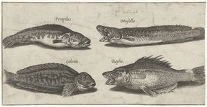 Dorsz widelec, granik, blenny rogaty i czarna ryba Wędkarstwo (tytuł serii) Ikony Piscivm vivae (tytuł serii)