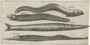 Belona, ​​pipefish, węgorz i węgorz Wędkarstwo (tytuł serii) Ikony Piscium vivae (tytuł serii)