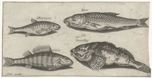 Karp, strzebla, sum i okoń Wędkarstwo (tytuł serii) Ikony Piscium vivae (tytuł serii)