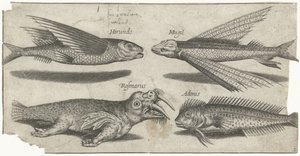 Latający chrząk, guzek, blenny i mors Wędkarstwo (tytuł serii) Ikony Piscivm vivae (tytuł serii)