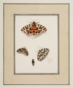Motyle, ok. 1755-65 (akwarela na papierze)