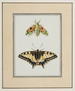 Władca Ciem i paziowaty motyl ze Starego Świata, ok. 1755-65 (akwarela na papierze)