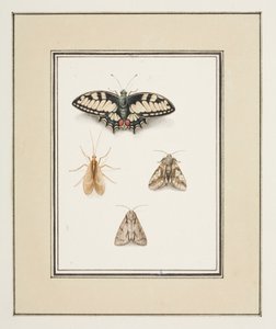 Borboleta rabo de andorinha, mayfly e duas mariposas, c.1755-65 (aquarela sobre papel)polonês