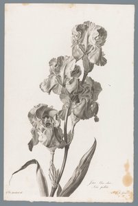 Irys dalmatyński Jasnoniebieska tęczówka / Iris pallida (tytuł na obiekcie) Kwiaty zaczerpnięte z natury (...) (tytuł serii)