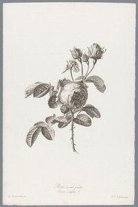Hondbladige roos Róża stulistna / Rosa centifolia L. (tytuł na obiekcie) Kwiaty zaczerpnięte z natury (...) (tytuł serii)