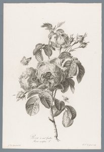 Hondbladige roos Róża stulistna / Rosa centifolia L. (tytuł na obiekcie) Kwiaty zaczerpnięte z natury (...) (tytuł serii)