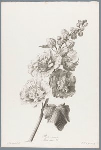 Stokroos Malwa / Alcea rosea L. (tytuł na obiekcie) Kwiaty zaczerpnięte z natury (...) (tytuł serii)
