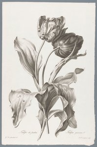 tulpa Tulipan ogrodowy / Tulipa gesneriana L. (tytuł na obiekcie) Kwiaty zaczerpnięte z natury (...) (tytuł serii)