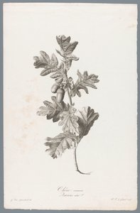 Zomerik Dąb szypułkowy / Quercus robur L. (tytuł na obiekcie) Kwiaty zaczerpnięte z natury (...) (tytuł serii)
