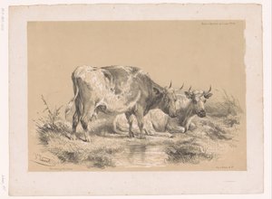 Badanie dwóch krów Cooper