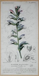 Acanthus Mollis, ok.1820 (kolorowy grawerunek)