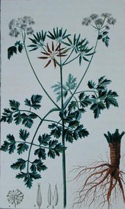 Tabliczka botaniczna przedstawiająca trybulę, z „Flore du Dictionnaire des sciences medicales” Francois Pierre Chaumeton (1775-1819), opublikowana w latach 1813-1820 (rycina kolorowa)